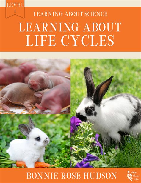 Image result for Learning Life Cycles