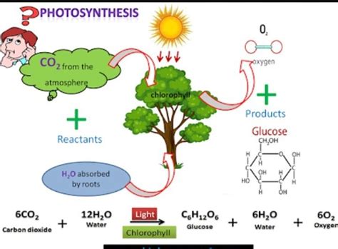 what are the by product of photosynthesis - Brainly.in