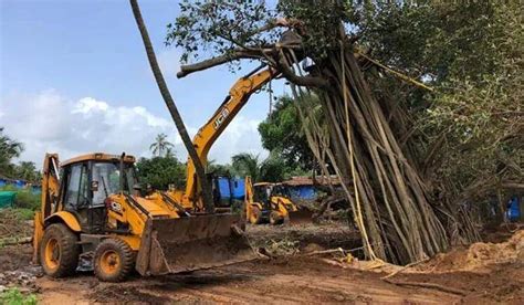 Crowd-Funding Of Around Rs 2 Lakh Helps Save Banyan Tree In Goa That's ...