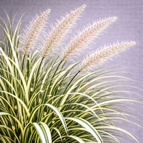 Miscanthus sinensis var. condensatus 'Cosmopolitan' | Japanese Silver ...