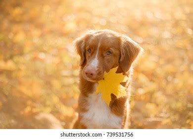 Image result for Dog Using Computer Meme