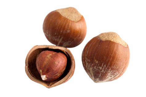 Image result for Empty Hazelnut Shell