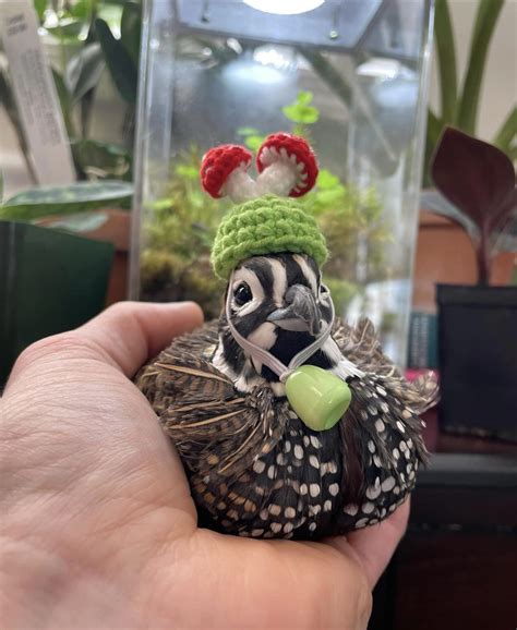 Finn the quail from Fat Hen Farms wearing a little mushroom hat : r/aww