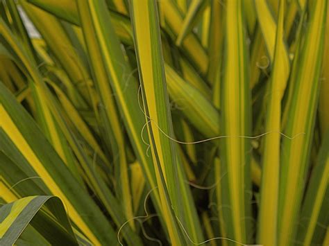 Yucca ´Golden Sword´ | Flickr