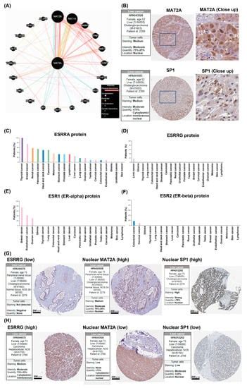 Translocation of Methionine Adenosyl Transferase MAT2A and Its ...