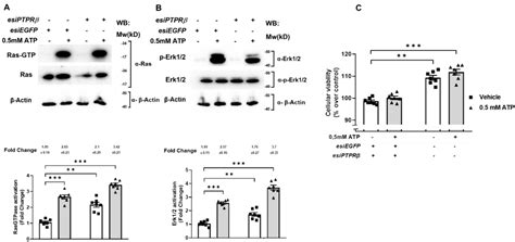The Tyrosine Phosphatase hPTPRβ Controls the Early Signals and ...