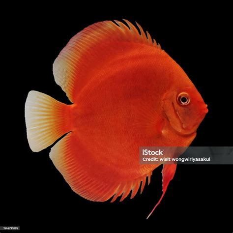 Discus Fish Red Color Strain Stock Photo - Download Image Now - Amazon River, Animal, Animal ...