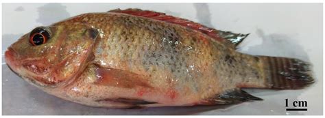Streptococcus agalactiae Infection in Nile Tilapia (Oreochromis niloticus): A Review