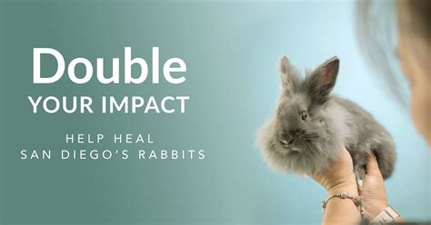 Double Your Impact — Help Heal Sick and Injured Rabbits | San Diego ...