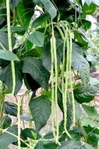 Crops | RARS, Kumarakom