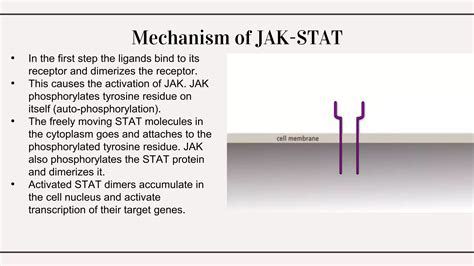 JAK STAT Pathway.pptx