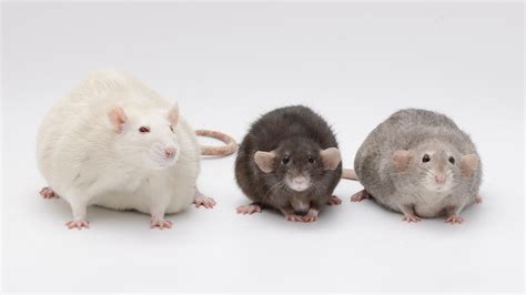 Meet my 3 new rats, Potato, French Fry, and Tater Tot! : r/Shadowtherat