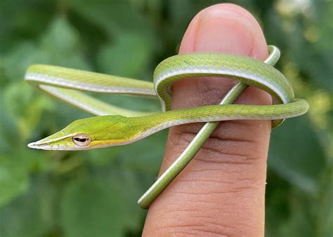 1.2 2022 Asian Vine Snakes Other Colubrid by Ivory Exotics - MorphMarket