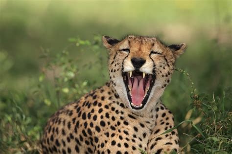 «cheetahs» HD wallpapers