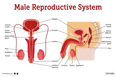 Reproductive System for Men 的图像结果