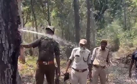 Terminalia Tomentosa Tree: एक ऐसा पेड़ जिससे गर्मियों में फूटती है जल ...