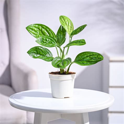 Buy Monstera plants for their unique foliage, perfect for home decor| Ugaoo