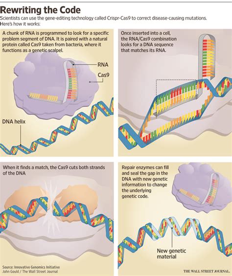 DNA Editing 的图像结果