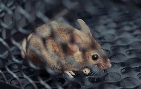 老鼠幼崽怎么处理,老鼠幼崽有病毒吗,老鼠幼崽怎么养活