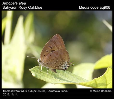 Arhopala alea (Hewitson, 1862) - Sahyadri Rosy Oakblue | Butterfly