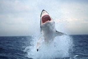水下的噬人鲨 库存照片. 图片 包括有 关闭, 游泳, 瓜达卢佩, 极大, 视图, 在附近, 水下, 海岛 - 72127010