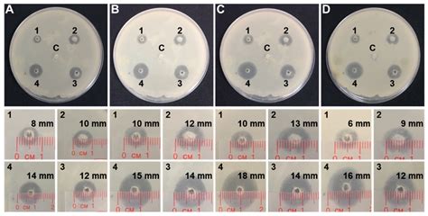 Investigation of Chitosan Nanoparticles Loaded with Protocatechuic Acid ...