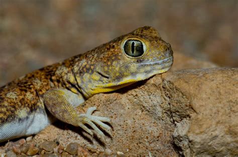 Barking Gecko Making Noise 的图像结果