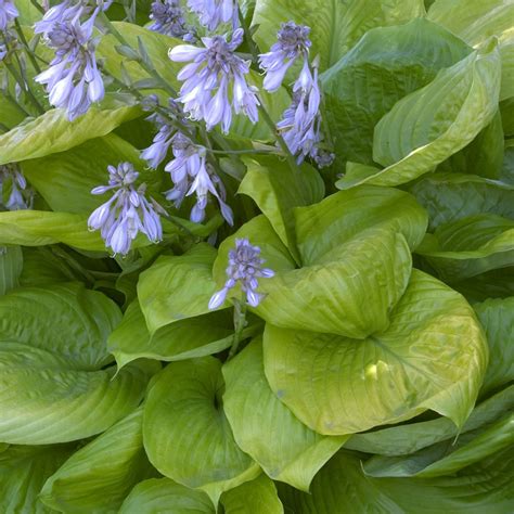 Hosta Sum and Substance