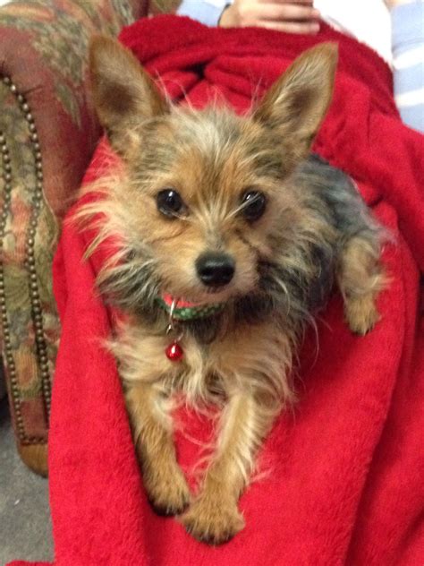 How Much Does A Yorkie Chihuahua Mix Cost at Ethan Beard blog