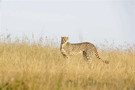 Ultimate African Wildlife Guide - Ecology, Habitats & Species