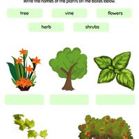 Types of Plants Important Questions - Class 2 EVS PDF Download