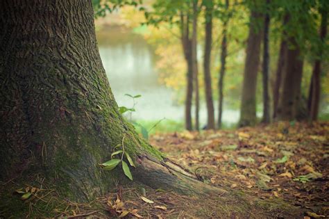 Image result for Tree Diagram of Java Data Structures