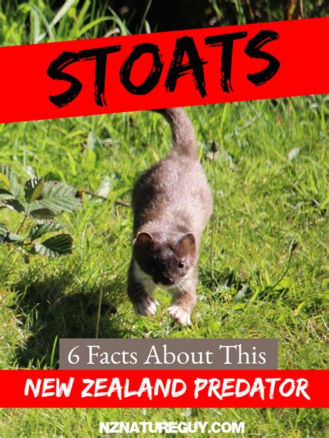 Image result for Stoat Predators