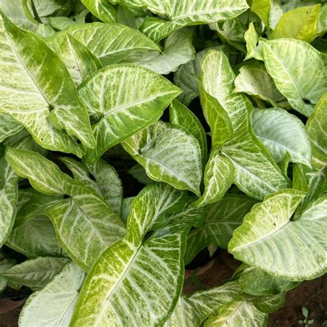Syngonium podophyllum lemon n lime,Syngonium Lemon N Lime — Mahindra ...