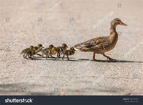 Image result for Ducklings Running