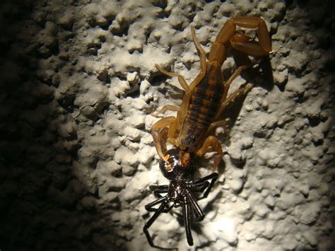[Austin, TX] Texas Striped Bark Scorpion 1, Black Widow 0. : whatsthisbug