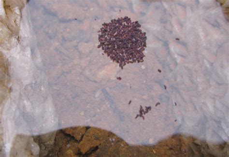 Image result for Springtail vs Termite