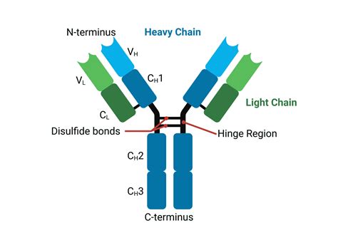 Antibody Constant Regions at Angel Singleton blog