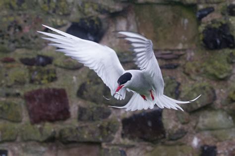 Species Spotlight: The Arctic Tern | World Birds