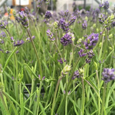 Are Lavender Plants Perennials - Plant Ideas