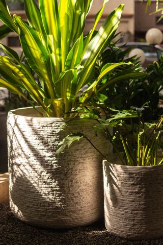 Plant Parenthood Made Easy: 10 Tips to Keep Your Indoor Plants Thrivin