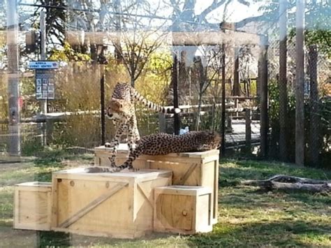 ZooLex Image - Interior of habitat