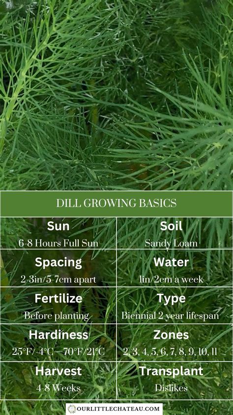 How to grow dill from seed 10 quick tips – Artofit