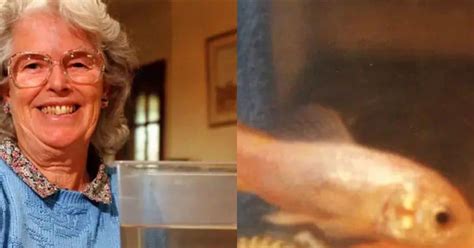 Oldest Goldfish: दुनिया की सबसे बूढ़ी गोल्ड फिश, उम्र हो गई इतनी ज्यादा ...