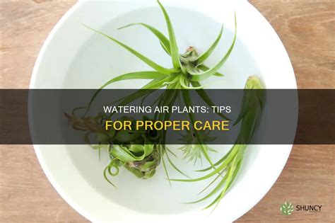 How to Properly Water Air Plants 的图像结果