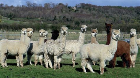 Taking stock of your flock in the spring-body scoring and shearing ...