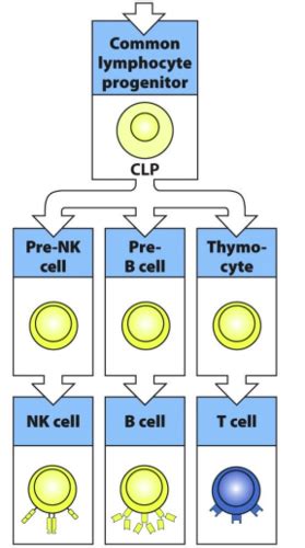 Image result for Lymphocyte Precursor