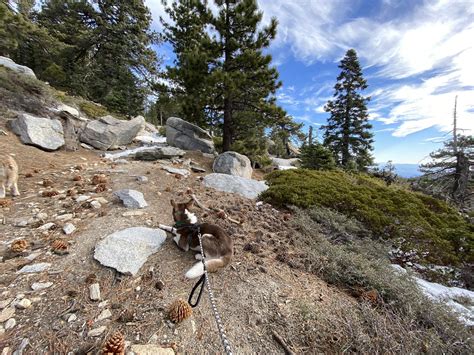 Hiking with my boy, Sage. Idyllwild, CA, USA : r/hiking