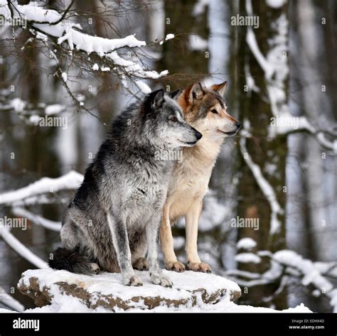 Wolf pack alpha female hi-res stock photography and images - Alamy