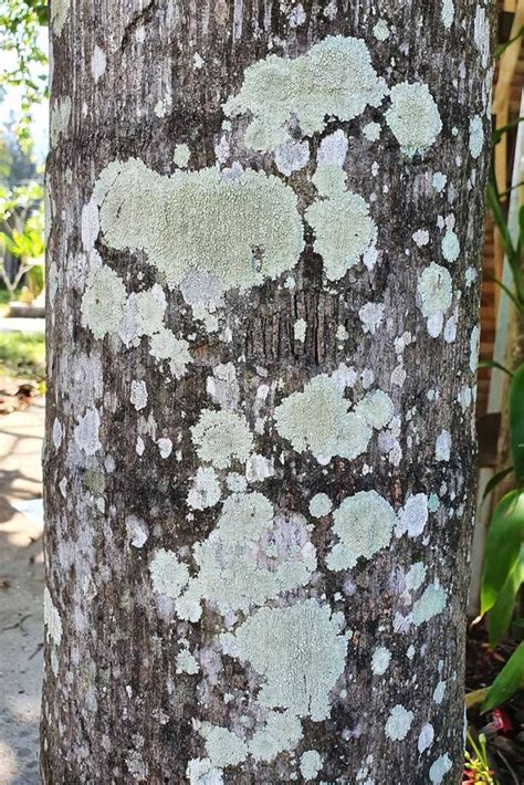 Image result for Tree with Bark Rot
